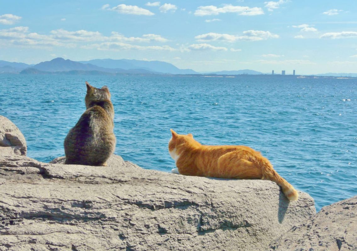 老貓臨終 | 貓咪看海