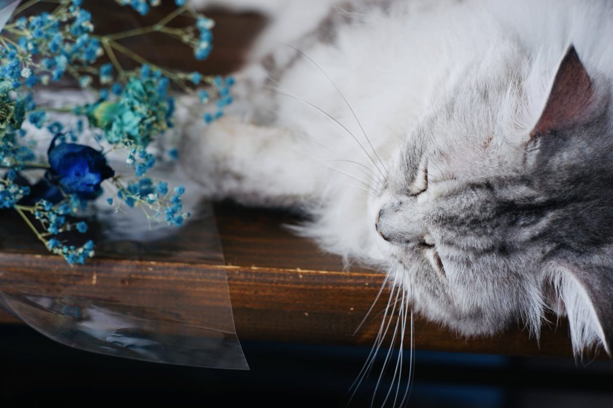 【寵物骨灰飾品】睡著的白貓