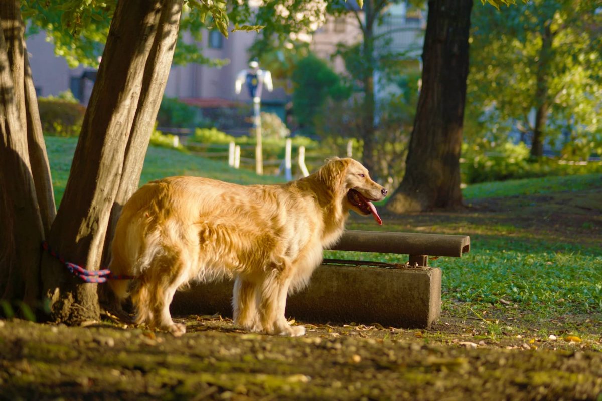 動物火化｜公園散步的拉不拉多