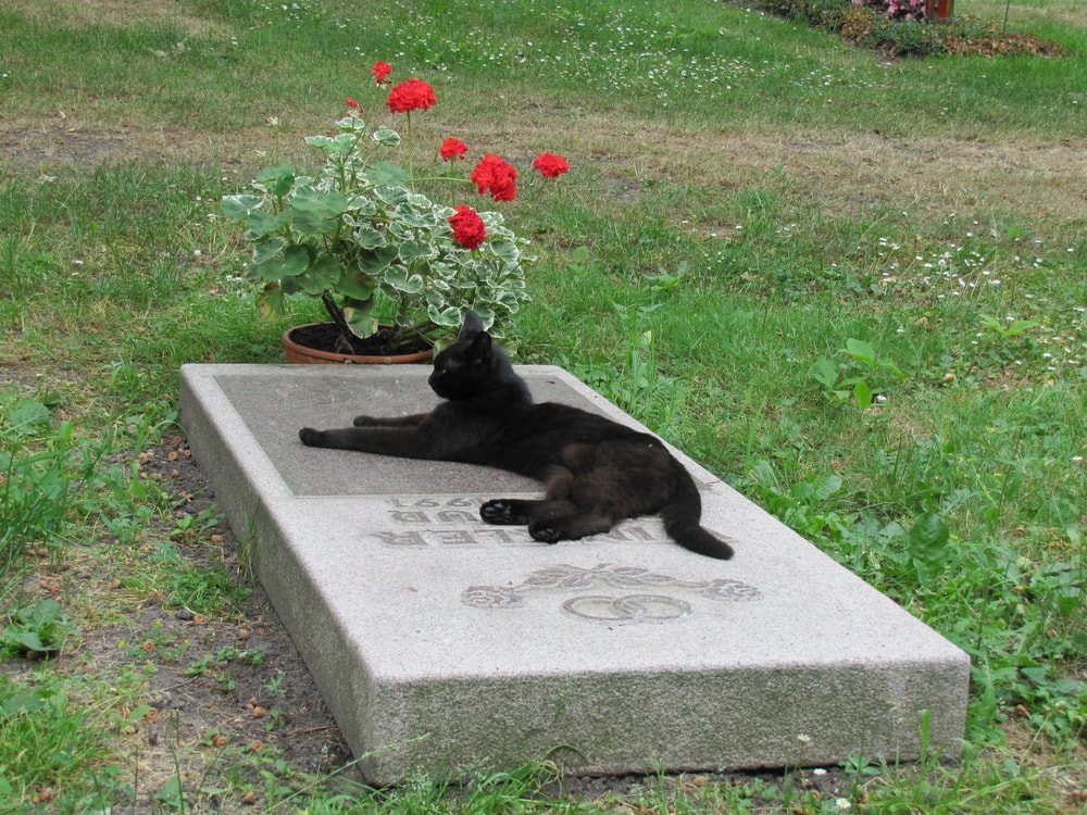 寵物守候在墓碑上