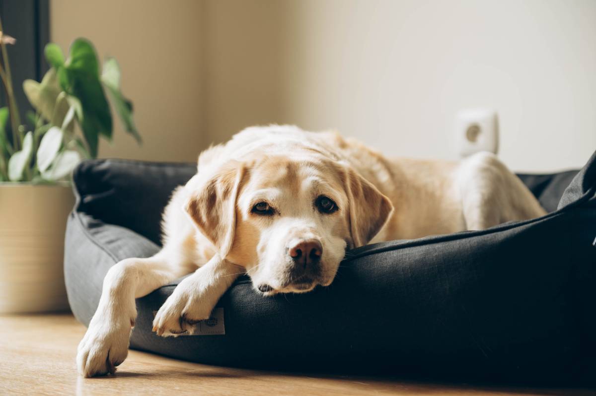 為老狗保險的義務與必要性！高齡犬隻不能保？狗狗保險前要注意什麼？