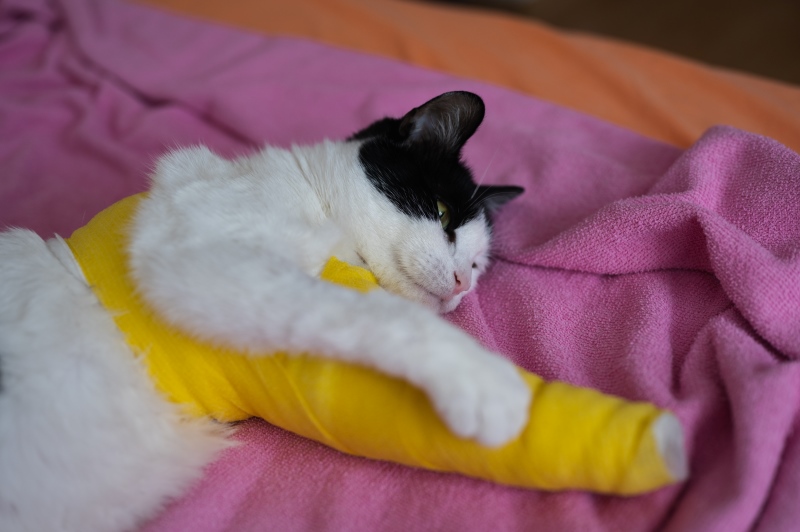 小貓骨折可以使用寵物保險